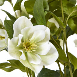 Wyld Haus Artificial White Hellebore Plant In Grey Ceramic Pot, 41 Cm - thumbnail 5