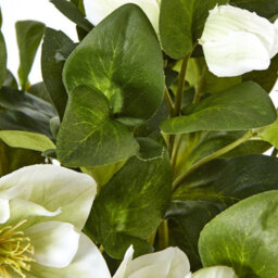 Wyld Haus Artificial White Hellebore Plant In Grey Ceramic Pot, 41 Cm - thumbnail 3