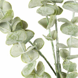 Hill Interiors Uk Homeliving Gunnii Eucalyptus Spray - thumbnail 3