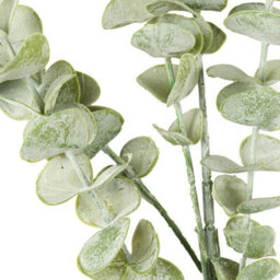 Hill Interiors Uk Homeliving Gunnii Eucalyptus Spray - thumbnail 2