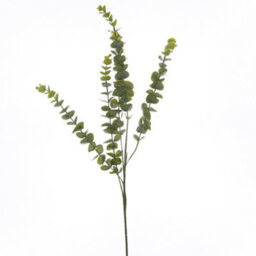 Hill Interiors Uk Homeliving Gunnii Eucalyptus Spray - thumbnail 1