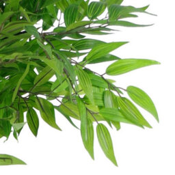 Leaf Artificial Ficus Tree Plant 100Cm Luxury Ruscus 100Cm Real Wood Trunk Botanik - thumbnail 3