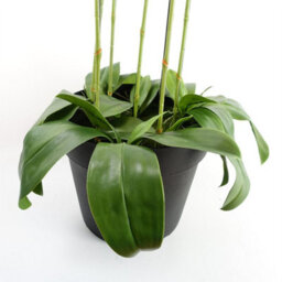 Leaf 110Cm Large Black Orchid Plant - Artifcial - 41 Real Touch Flowers - thumbnail 5