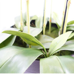 Leaf 110Cm Large Black Orchid Plant - Artifcial - 41 Real Touch Flowers - thumbnail 4