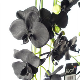 Leaf 110Cm Large Black Orchid Plant - Artifcial - 41 Real Touch Flowers - thumbnail 3