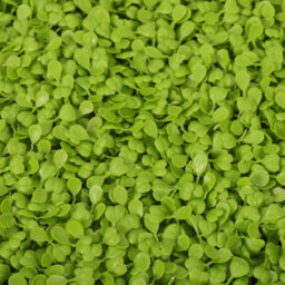 Living And Home Artificial Ivy Plant Hedge Green Grass Wall Panel Backdrop Decor 60Cm (W) X 40Cm (D) - thumbnail 4