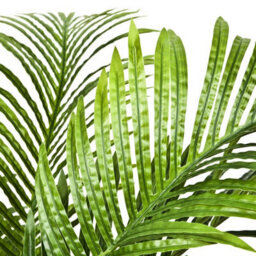 Greenbrokers Artificial Real Touch Phoenix Palm Tree In Black Pot-Uv Stable Ideal For 3Ft/94Cm - thumbnail 3