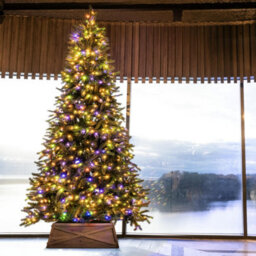 Christmas Tree World The 10Ft/300Cm Ultra Devonshire Fir Pre-Lit With Warm White/multicoloured Colour Change Leds - thumbnail 4