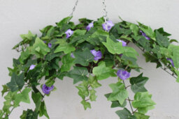 Garden Market Place Artificial Plant - Artificial Floral Hanging Basket- - thumbnail 1