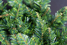 Shatchi 55Cm Imperial Pine Wreath Christmas Fireplaces Stairs Decoration With Non Pre-Lit, Plain Green - thumbnail 6