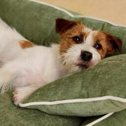 Joules Gilmorton Apple Dog Sofa - thumbnail 6