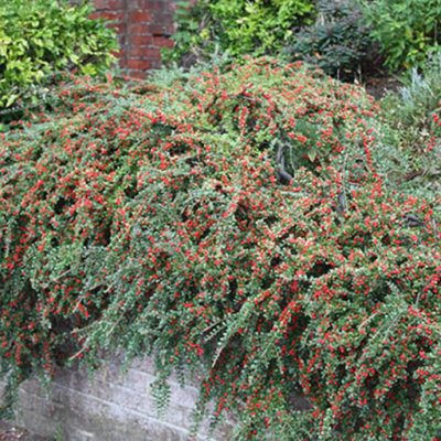 Gardeners Dream Cotoneaster Horizontalis - Stunning Autumn Foliage, Pinkish-White Flowers, Hardy (15-30Cm Height Including Pot) - image 1