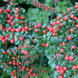 Gardeners Dream Cotoneaster Horizontalis - Stunning Autumn Foliage, Pinkish-White Flowers, Hardy (15-30Cm Height Including Pot) - thumbnail 2