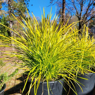 Thompson & Morgan Lomandra Miners Gold - Golden Foliage Drought-Resistant Low-Maintenance 1X Or 3X 9Cm Pots. - image 1
