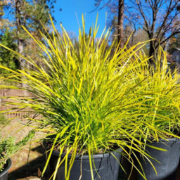Thompson & Morgan Lomandra Miners Gold - Golden Foliage Drought-Resistant Low-Maintenance 1X Or 3X 9Cm Pots. - thumbnail 1