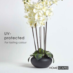 Homescapes Artificial Cream Handcrafted Large Oriental Style Orchids In Black Bowl, 79 X 40 Cm - thumbnail 5