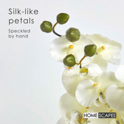 Homescapes Artificial Cream Handcrafted Large Oriental Style Orchids In Black Bowl, 79 X 40 Cm - thumbnail 3