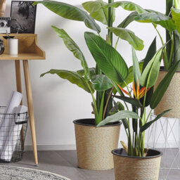 Beliani Strelitzia Artificial Tree 115Cm Green Black - Low Maintenance, Ready To Display - thumbnail 2