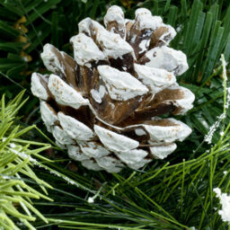 Christmas Tree World The 8Ft/240Cm Snowy Scots Pine Christmas Tree - thumbnail 5