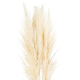 Hill Interiors Uk Homeliving Cream Pampas Grass Stem
