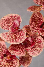 Orsina Pink Orchid Spray - 100Cm, Graceful Faux Orchid Stem With Delicate Pink Blooms, Adds Height And Elegance - thumbnail 6