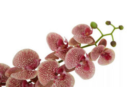 Orsina Pink Orchid Spray - 100Cm, Graceful Faux Orchid Stem With Delicate Pink Blooms, Adds Height And Elegance - thumbnail 9