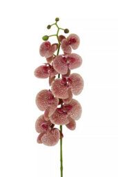 Orsina Pink Orchid Spray - 100Cm, Graceful Faux Orchid Stem With Delicate Pink Blooms, Adds Height And Elegance - thumbnail 8