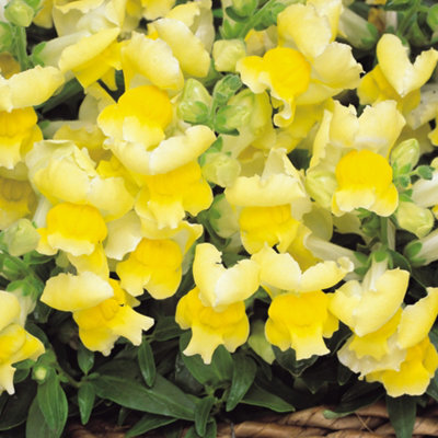 Gardeners Dream Antirrhinum Appeal Yellow - Snapdragon Garden Ready Bedding Plants 6 Pack - image 1