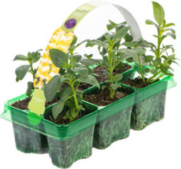 Gardeners Dream Antirrhinum Appeal Yellow - Snapdragon Garden Ready Bedding Plants 6 Pack - thumbnail 2