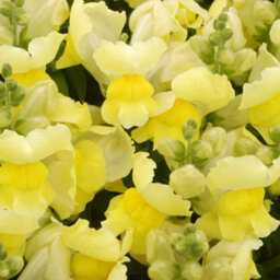 Gardeners Dream Antirrhinum Appeal Yellow - Snapdragon Garden Ready Bedding Plants 6 Pack - thumbnail 3
