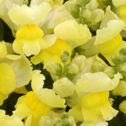 Gardeners Dream Antirrhinum Appeal Yellow - Snapdragon Garden Ready Bedding Plants 6 Pack - thumbnail 4