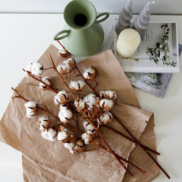 Carbeth Plants 4 X Natural Dried Cotton Stems - Approx. 60Cm In Height - Dried Flowers - Ideal For Home Décor - Flower Arranging - thumbnail 3