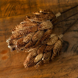 Bouquet                  Of                  Dried                  Protea - thumbnail 4
