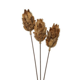 Bouquet                  Of                  Dried                  Protea - thumbnail 2