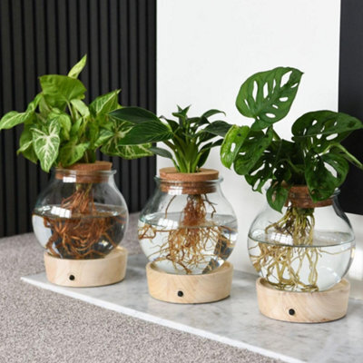 Thompson & Morgan Hydroponic Light Up Vase Plant Mix - Stylish Indoor Houseplants, Dirt-Free, Led Illuminated Greenery - image 1