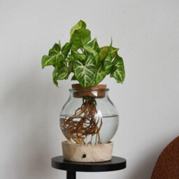 Thompson & Morgan Hydroponic Light Up Vase Plant Mix - Stylish Indoor Houseplants, Dirt-Free, Led Illuminated Greenery - thumbnail 2