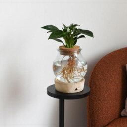 Thompson & Morgan Hydroponic Light Up Vase Plant Mix - Stylish Indoor Houseplants, Dirt-Free, Led Illuminated Greenery - thumbnail 3