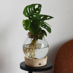 Thompson & Morgan Hydroponic Light Up Vase Plant Mix - Stylish Indoor Houseplants, Dirt-Free, Led Illuminated Greenery - thumbnail 4