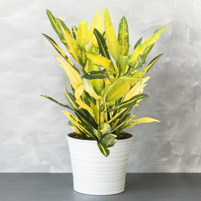 Gardeners Dream Codiaeum 'sunny Star' Plant - Bright Leaf Variegations, Ideal For Home Or Office, Easy To Maintain (30-40Cm) - image 1