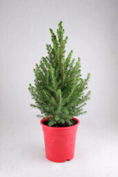 Carbeth Plants Picea Glauca Conica Christmas Tree In 3L Pot Without Snow - Real Pot Grown Tabletop Xmas Tree - thumbnail 1