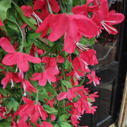 Best Artificial 90Cm Trailing Lily Hanging Basket With 480 Fuchsia Flowers In Rattan Wicker Basket For Indoor Or Garden Use - thumbnail 6