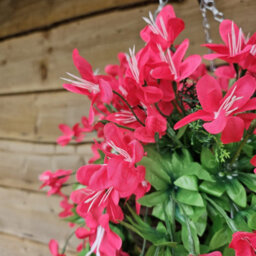 Best Artificial 90Cm Trailing Lily Hanging Basket With 480 Fuchsia Flowers In Rattan Wicker Basket For Indoor Or Garden Use - thumbnail 4