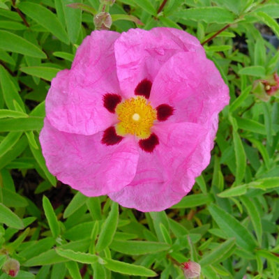 Plant Theory Rock Rose Outdoor Shrub Plant Cistus X Purpureus 2L Pot - image 1