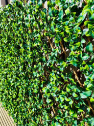 Prime Plus 2M (W) X 1M (H) Expandable Faux Laurel Leaf Willow Screening - thumbnail 3