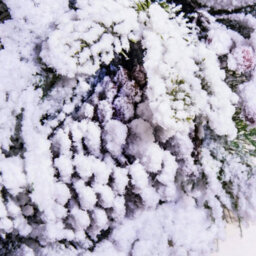Christmas Tree World 50Cm Frosted Decorated Mixed Pine Wreath With White Baubles - thumbnail 4