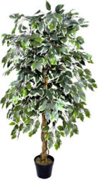Greenbrokers Premium Artificial Variegated Ficus Tree 160 Cm Potted Plant - thumbnail 1