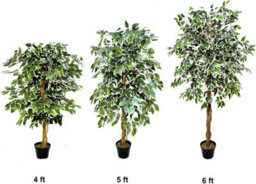 Greenbrokers Premium Artificial Variegated Ficus Tree 160 Cm Potted Plant - thumbnail 5