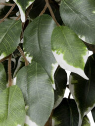Greenbrokers Premium Artificial Variegated Ficus Tree 160 Cm Potted Plant - thumbnail 4
