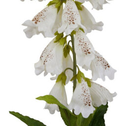 Wyld Haus Set Of 3 White Foxglove Artificial Flower Stems 110mm Indoor Decor - thumbnail 2