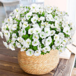 10 Pack Uv Resistant Outdoor Artificial Flowers, Fake Flower Bouquets, Artificial Plants For Outdoor And Indoor Use (White) - thumbnail 1